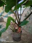 Planta exótica exuberante