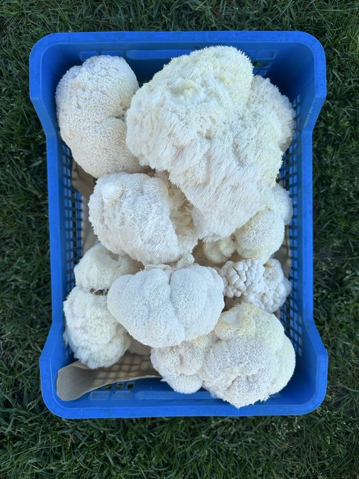 Soplówka Jeżowata  Growkit do domowej samodzielnej uprawy lions mane