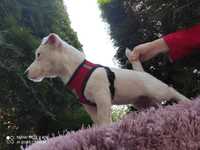 Jack Russell Terrier - SUNIA -.