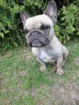 Buldog Francuski FCI ZKwP