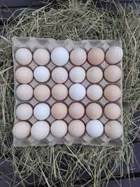 Wiejskie jajka od kur z wolnego wybiegu, rozmiar XL