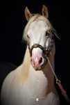 AQH American Quarter Horse, og. Pocos Hollywood Ice, izabel/szampański