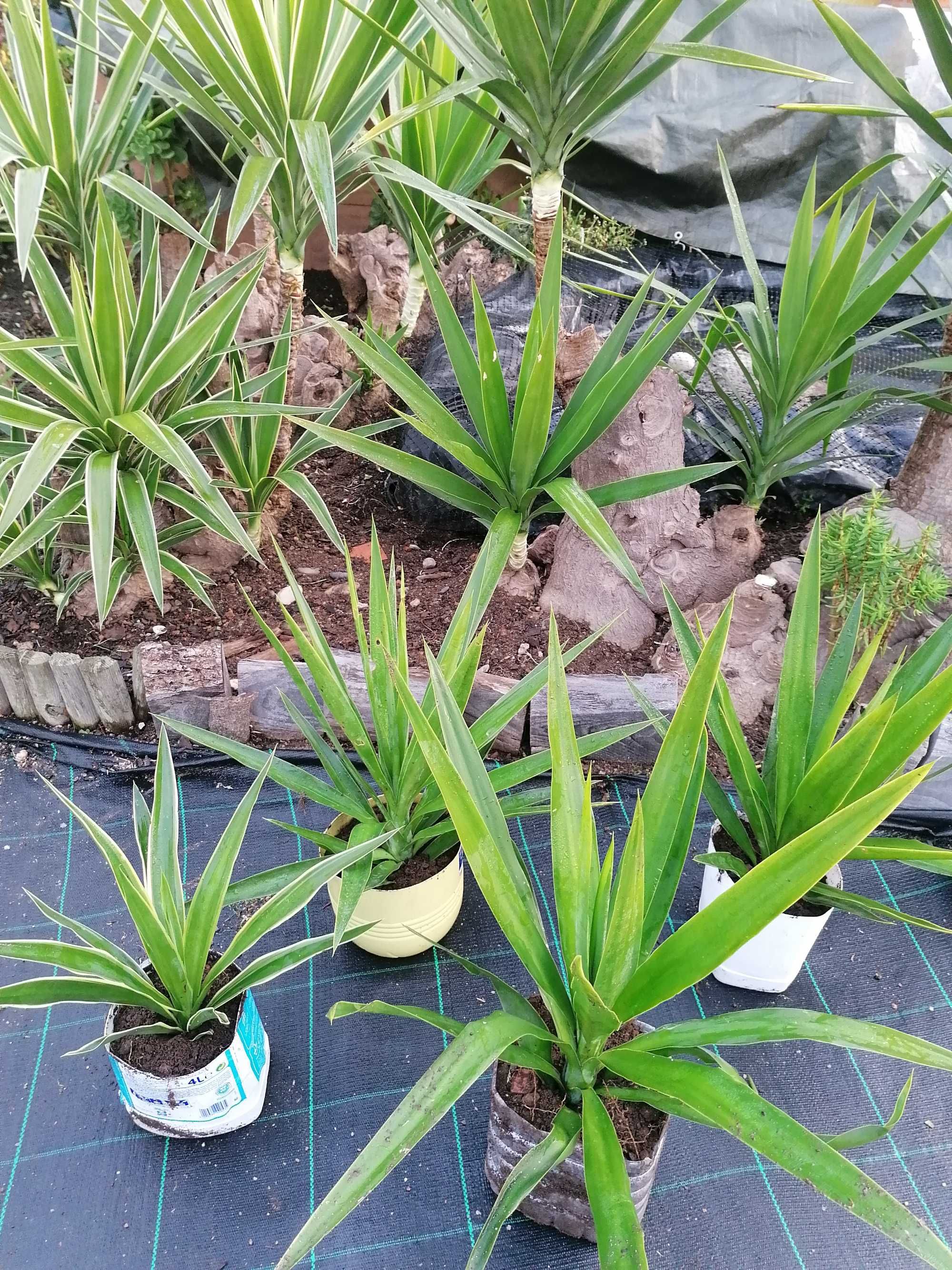 Palmeira yucca jovem