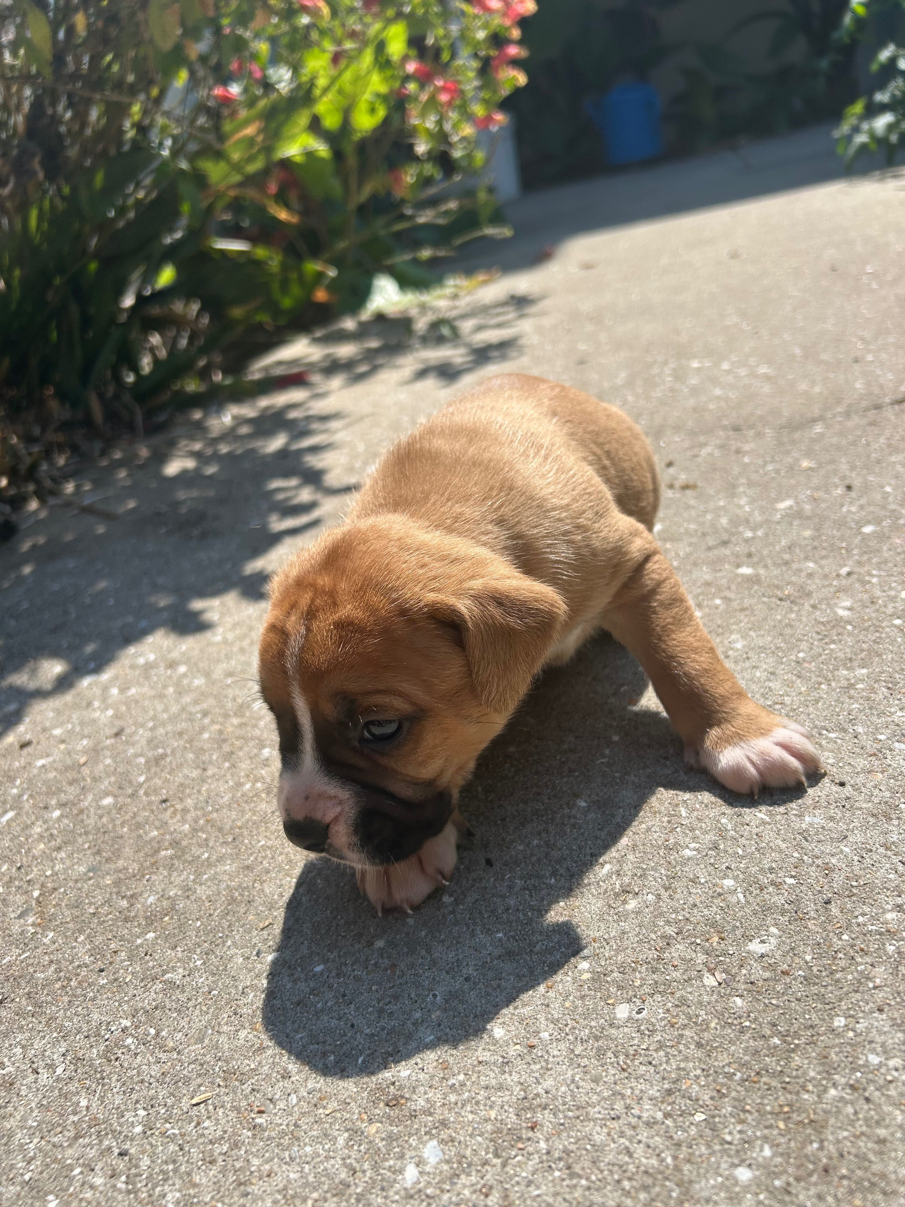 Boxer Bebé para Adoção