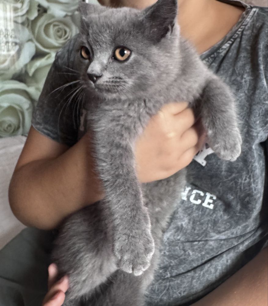 Кошенята шотланці
