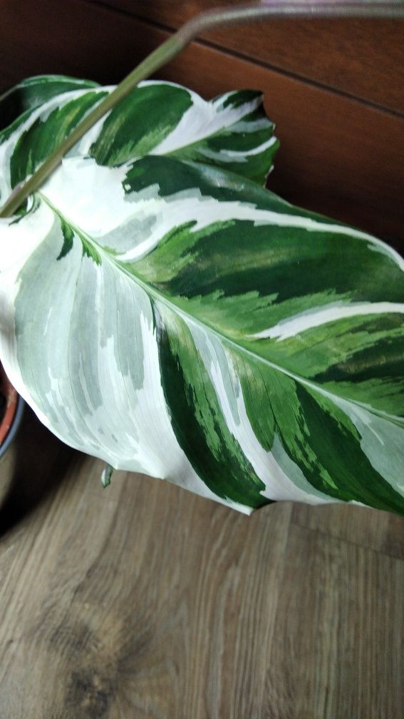 Калетея Фьюжн Вайт / Calathea Fusion White 50 см