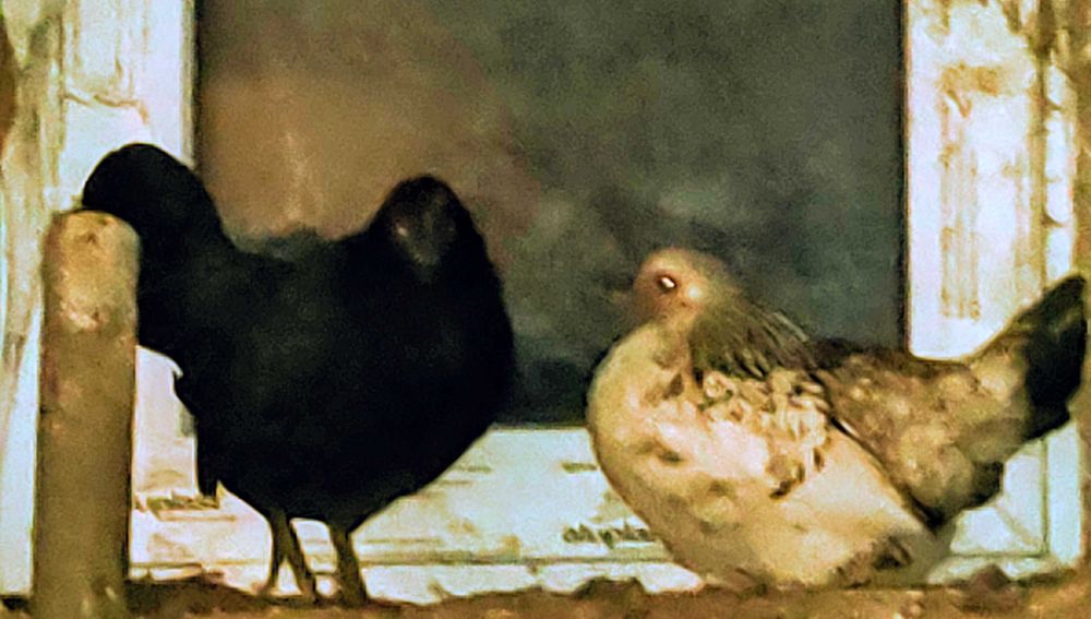 Kury liliputki tegoroczne.