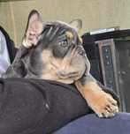 Buldog francuski blue