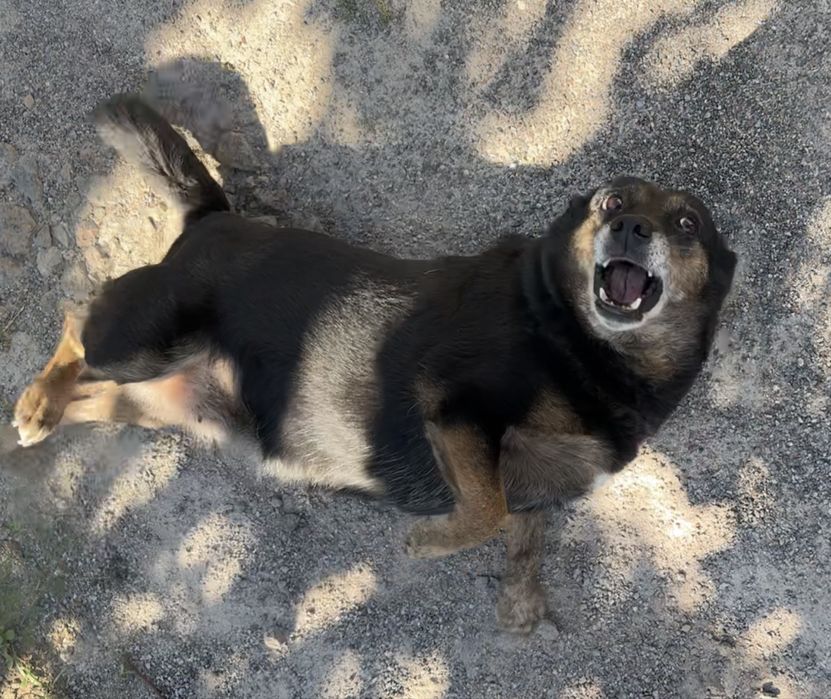 Собачка ищет дом и семью