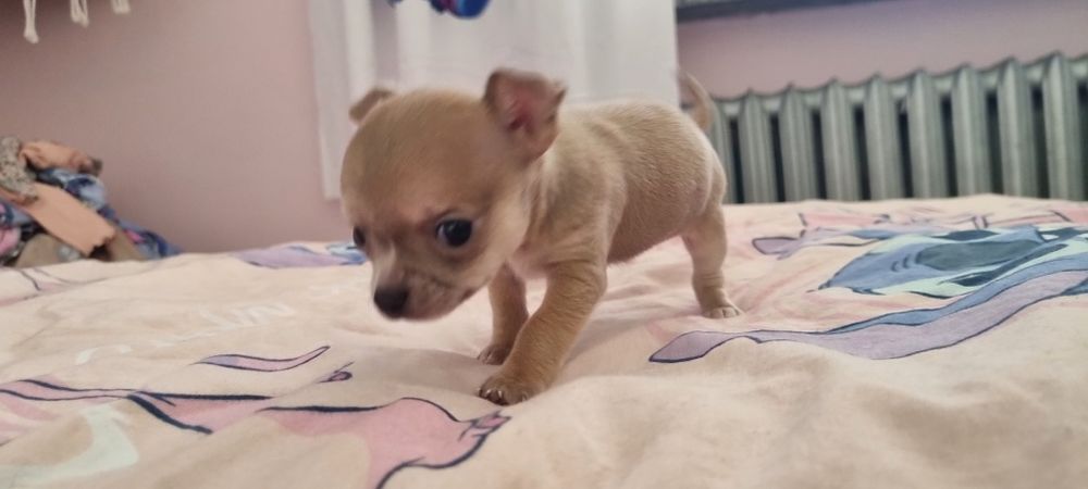 Chihuahua xs fawn  samiec rezerwacja do niedzieli
