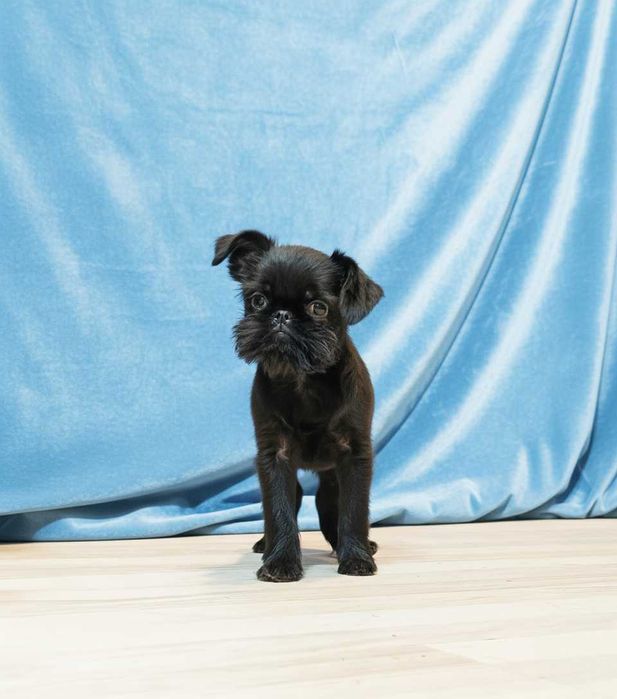 Mały skarb — szczeniak belgijskiego gryfonika pełen miłości i uroku