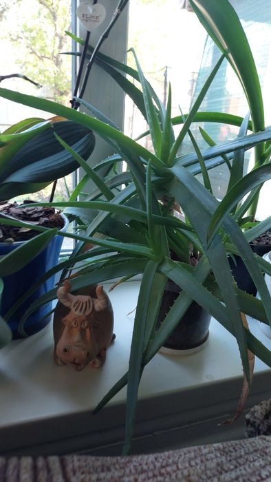 Алоє лікарське низькоросле