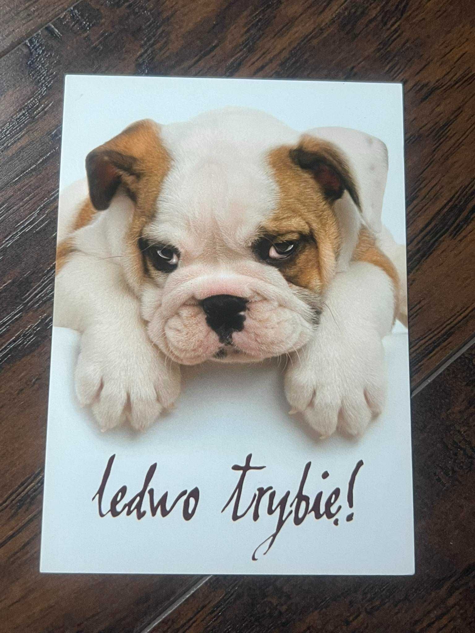 Pocztówka obrazek cute słodki pies dog dla dzieci