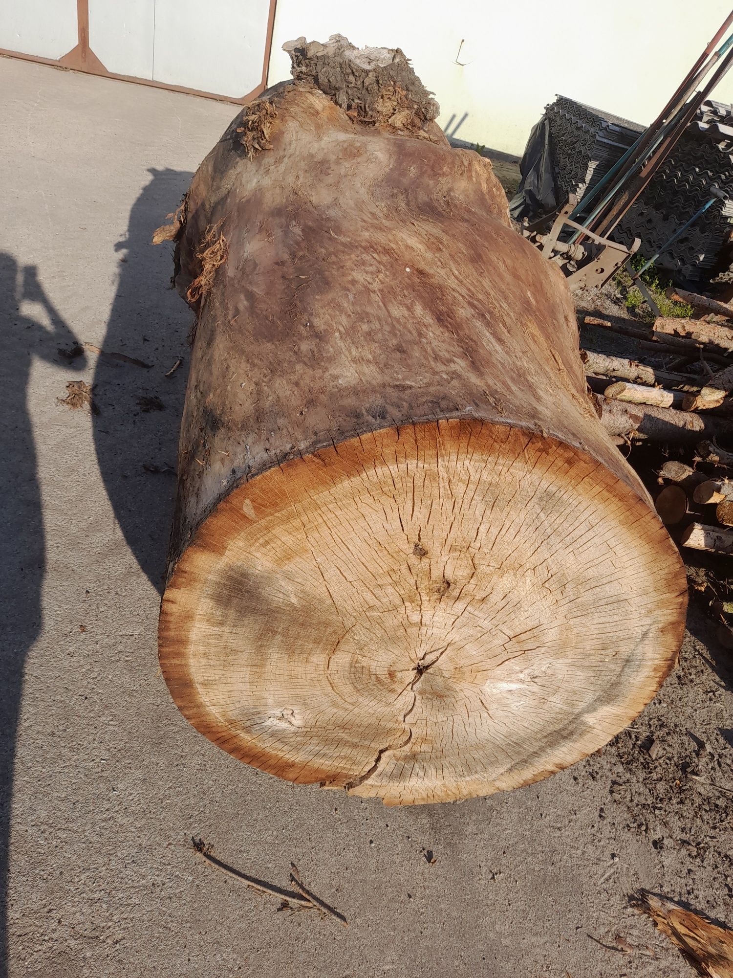 Topola pień kłoda na plastry Średnica 100cm długość 2,4m