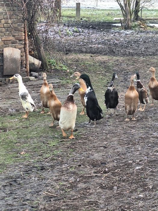 Kaczki biegusy - zdrowe, zadbane świetne do ogrodu