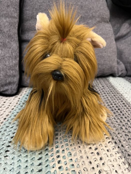 Maskotka York jak prawdziwy