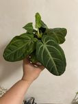 Антуріум Villenaorum (Anthurium villenaorum)  h 35 см