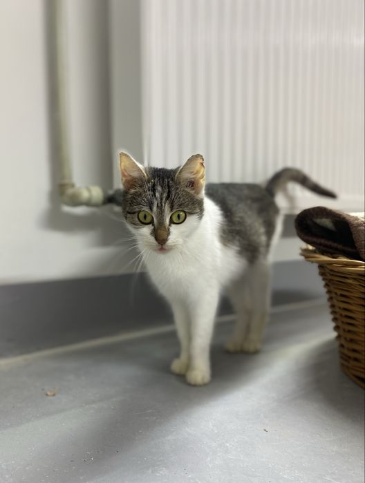 Młoda, kochana i przyjazna kotka pełna uroku