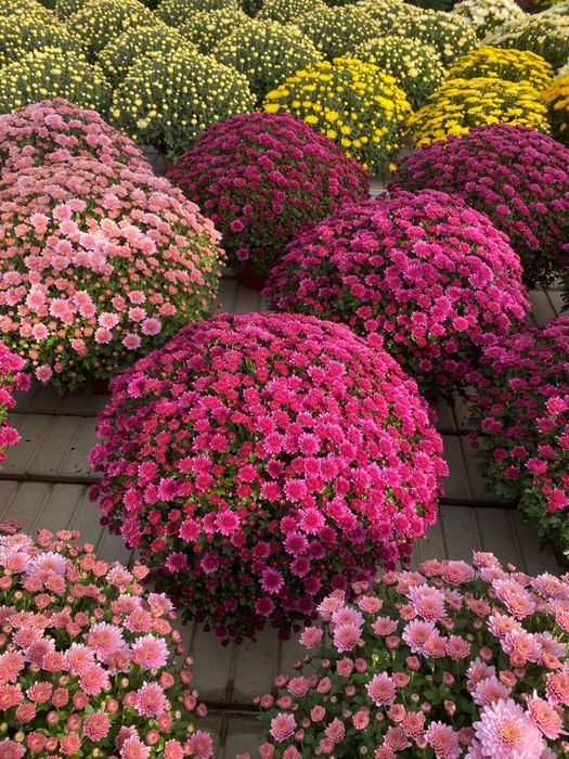 Chryzantemy od producenta