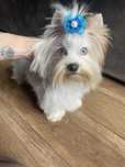 Biewer Yorkshire terrier niebieskie oczy bluberry