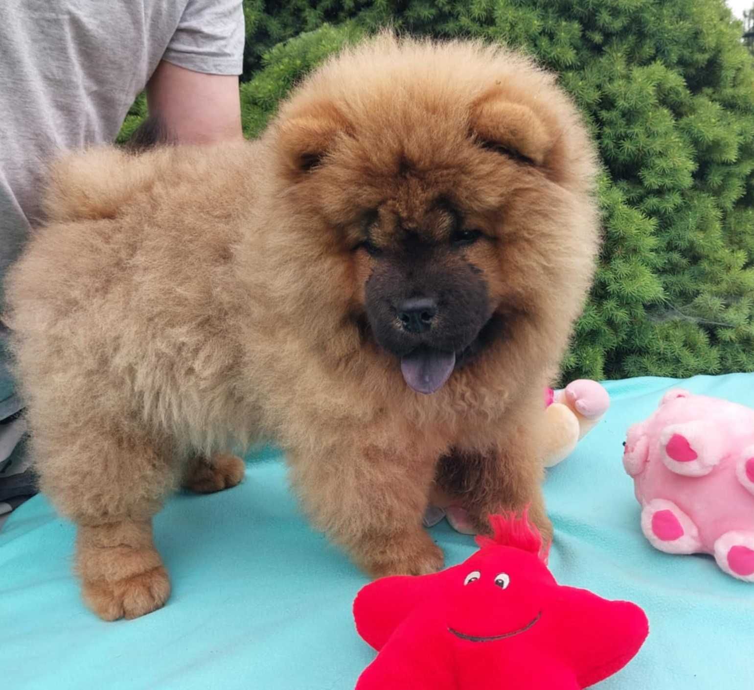 Chow chow ruda suczka ZKwP FCI