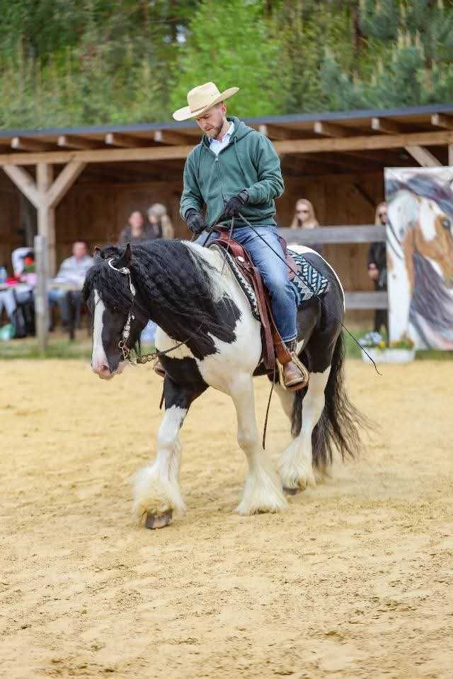 Stanówka Ogier Irish Cob/Tinker