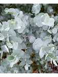 Эвкалипт припудренный Eucalyptus pulverulenta , Гунни Eucalyptus gunni