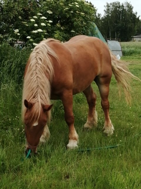 Sprzedam klacz zimnokrwistą