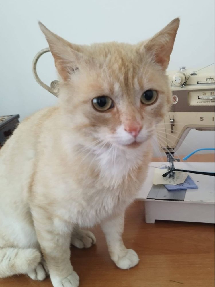 Kotek Karmelek do adopcji