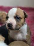 Magiczna Suczka Amstaff American Staffordshire Terrier  ZKwP FCI