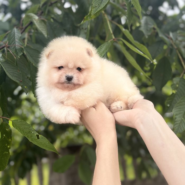 хлопчик шоу класу тип ведмедик