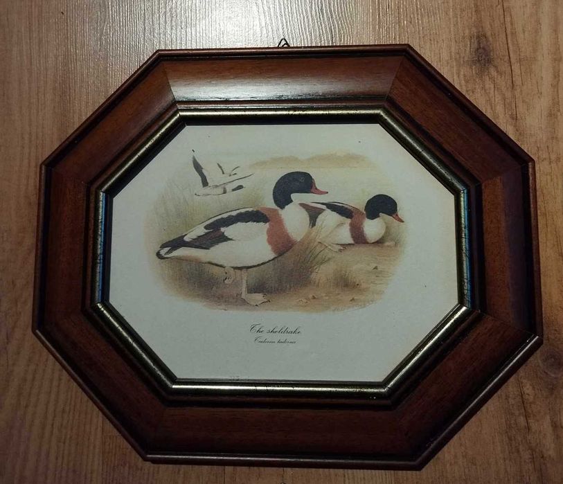 Vintage - quadros - tema patos