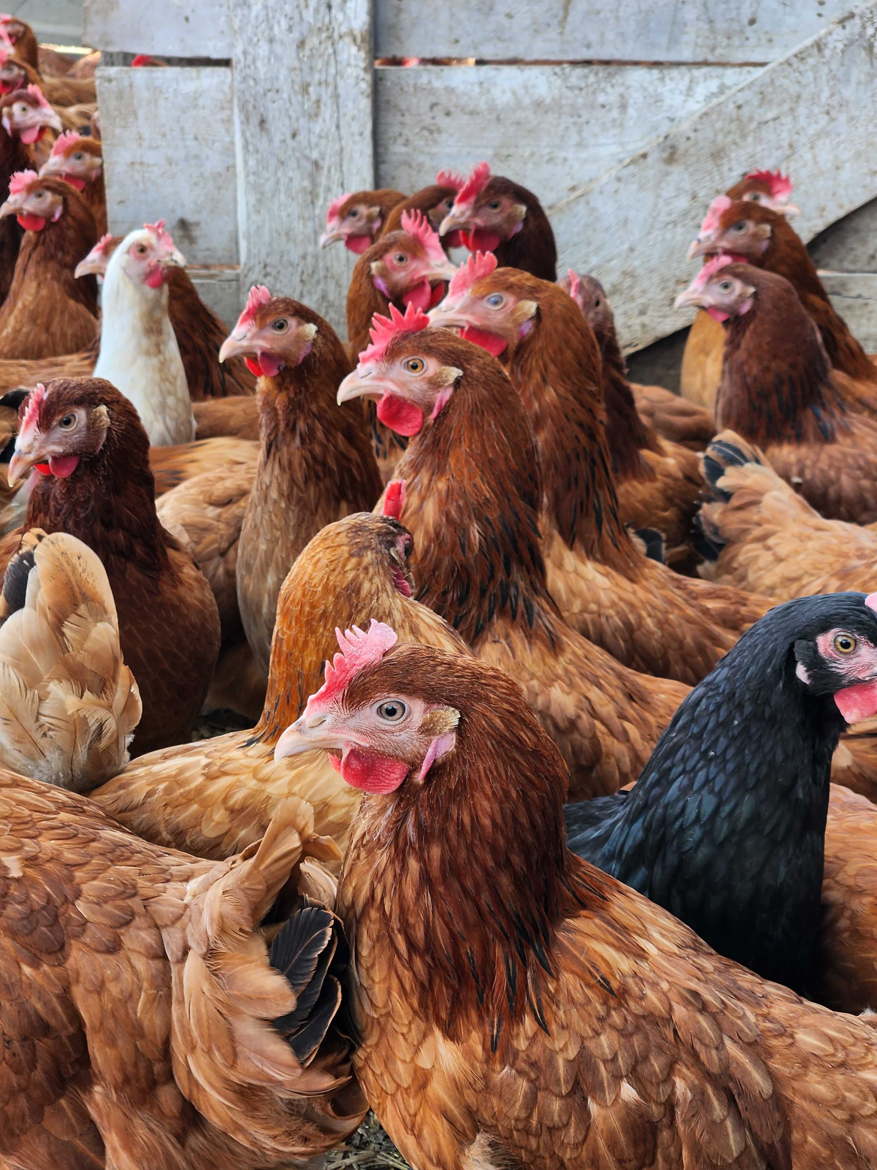Kury nioski młode ROSA MESSA LEGHORN.Wszystkie rasy kurek z jajkiem!!