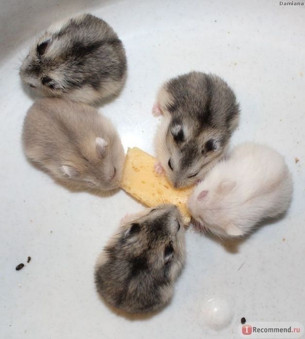 Джунгарики малыши