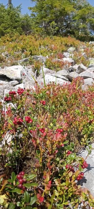 Походи в гори по ягоди-гриби з Івано-Франківська