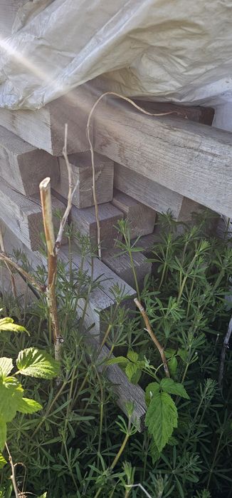 Drewno budowlane kantówki łaty deski PILNE