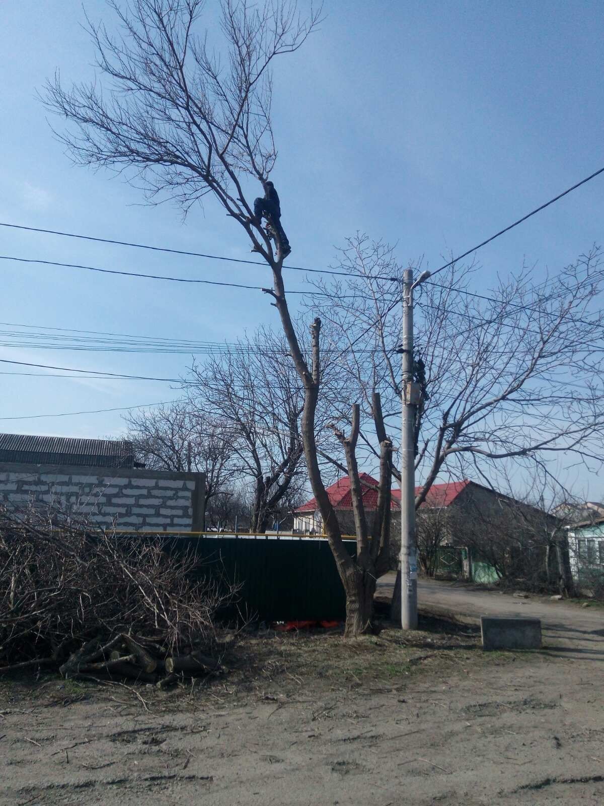 Спил и обрезка деревьев большой опыт, профессионально. Одесса