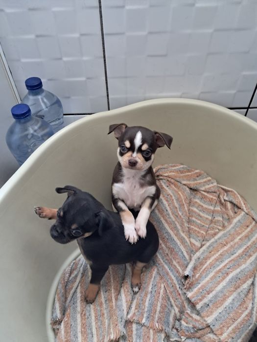 Macho da raça Chihuahua, muito pequena