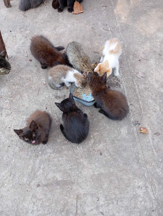 Кошеня в добрі руки