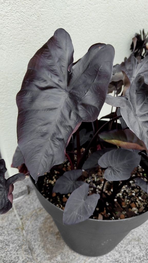 Colocasia Black Magic