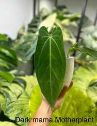 Anthurium dark mama kolekcja warocqueanum x papillilaminum