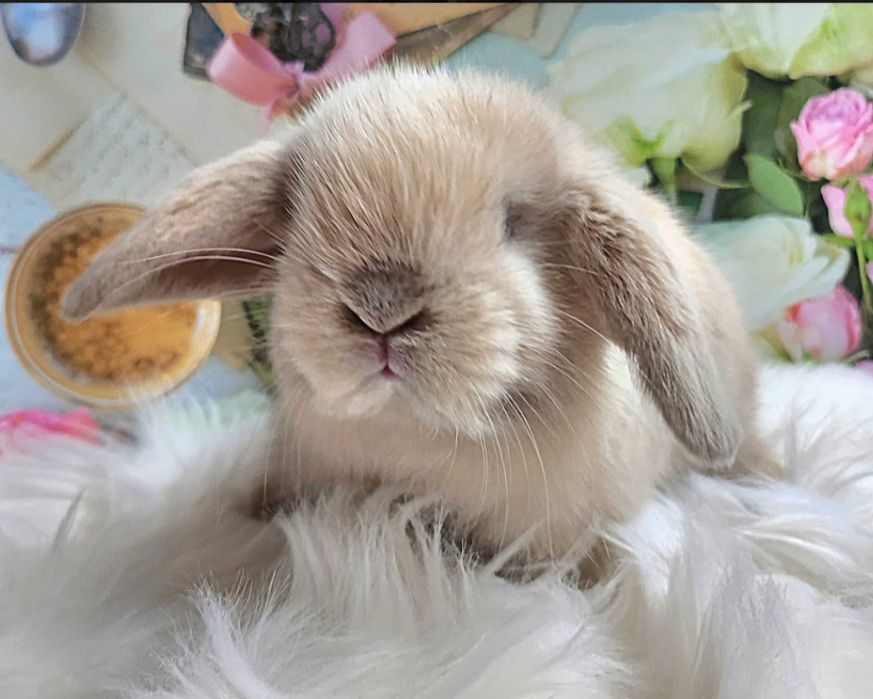 Króliki Mini Lop 4 dorosłych królików klatki słupki dokumenty