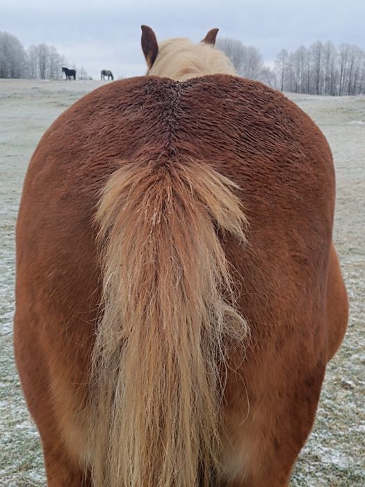 Klacz sokolska źrebna