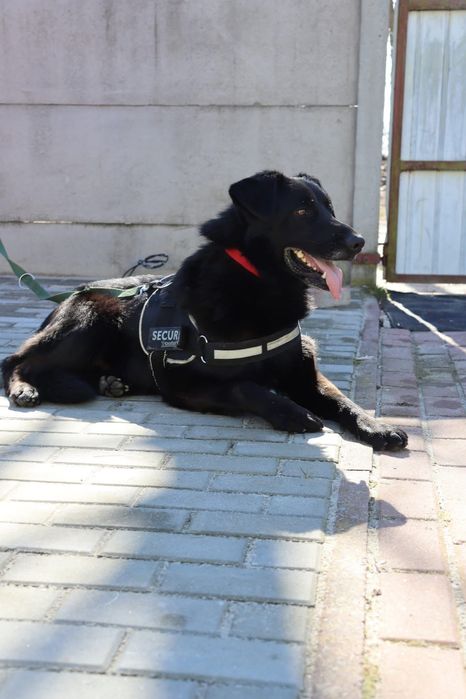 Duży pies do adopcji, Olaf