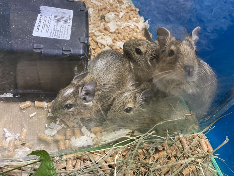 Koszatniczki Sklep zoologiczny Aqualife