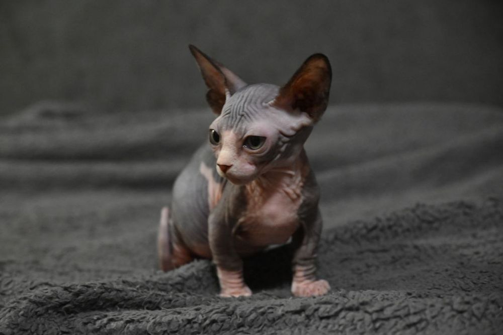 Бамбино.Мальчик.Канадский сфинкс