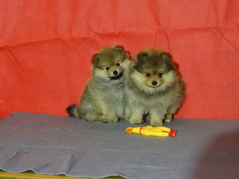 Szpic miniaturowy suczka z rodowodem