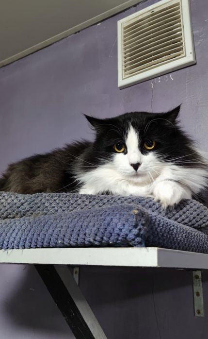 Котики из приюта,ищем семью!