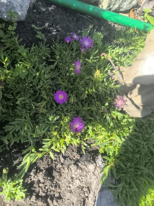 Делосперма очіток почвопокривний