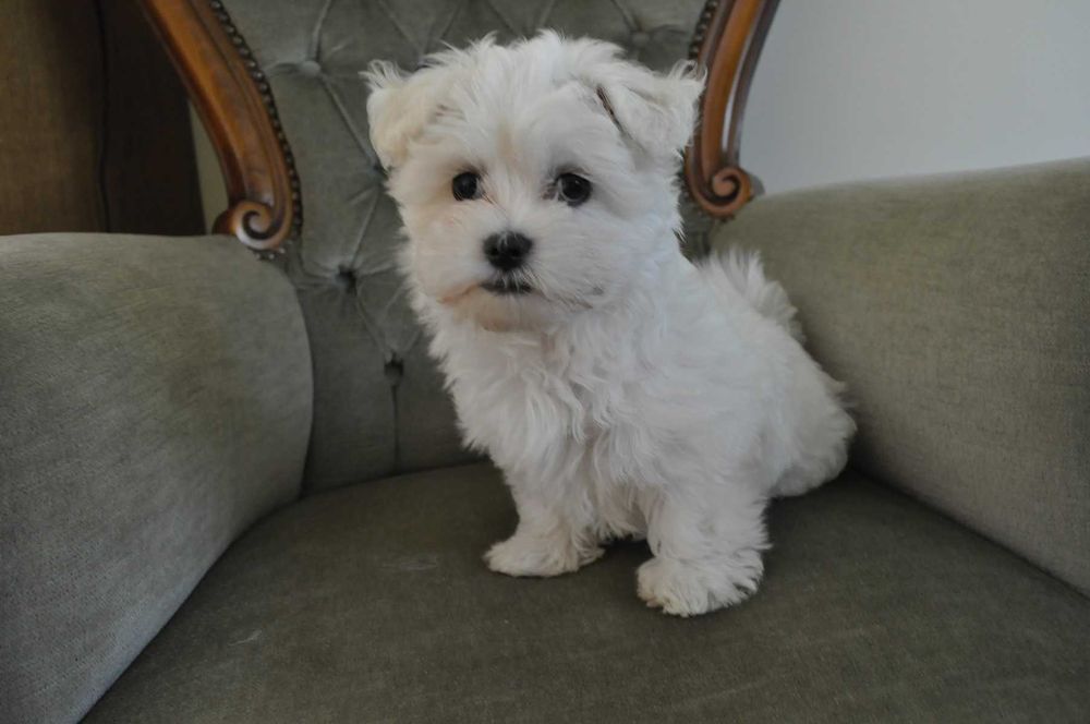 Szczeniaczek Maltańczyk